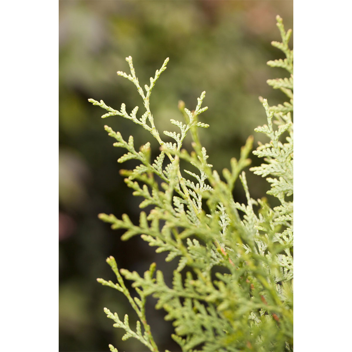 Plantiflor Lebensbaum Brabant Topf Durchmesser 17 cm