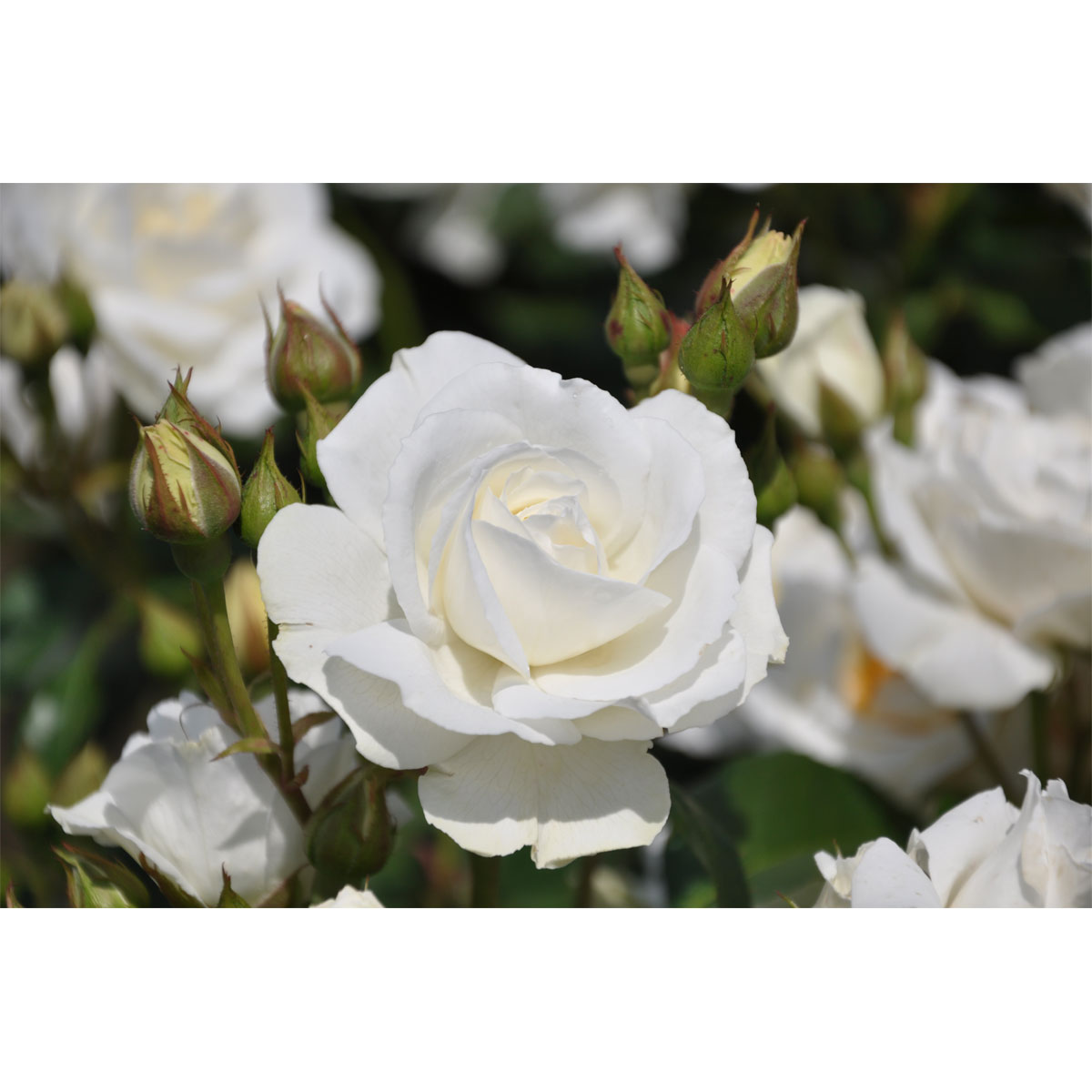 Plantiflor  Beetrose Weiß Topf Durchmesser 23 cm