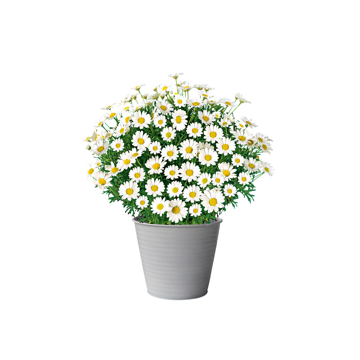 Plantiflor  Margeritenbusch weiß im Topf Durchmesser 18 cm Bild 2