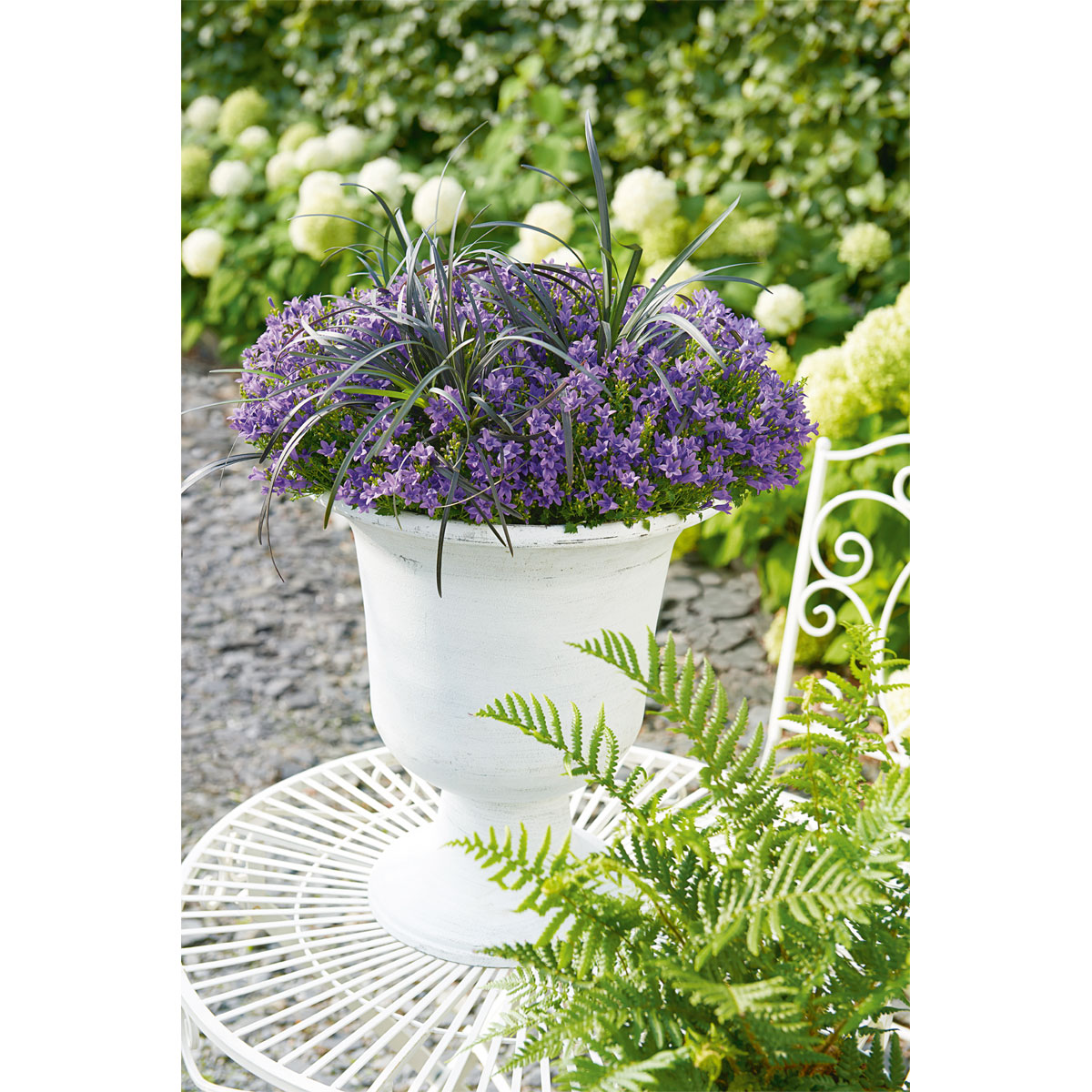 Plantiflor  Glockenblume blau Topf 11 cm Bild 6