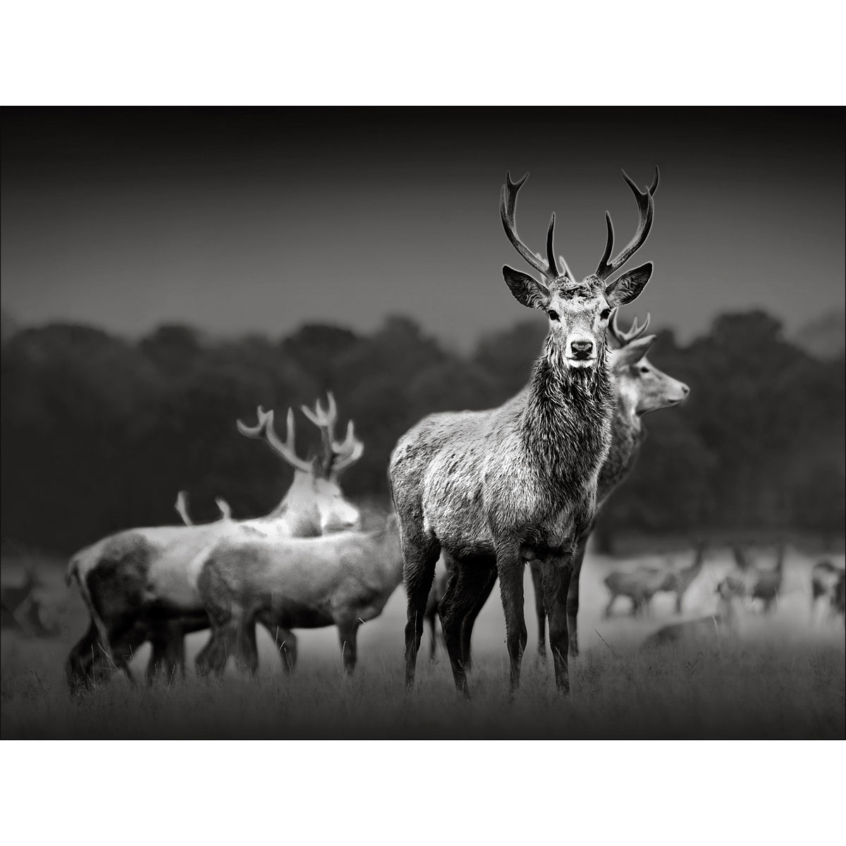 Canvas-Art Herd Of Deer 60 x 80 cm