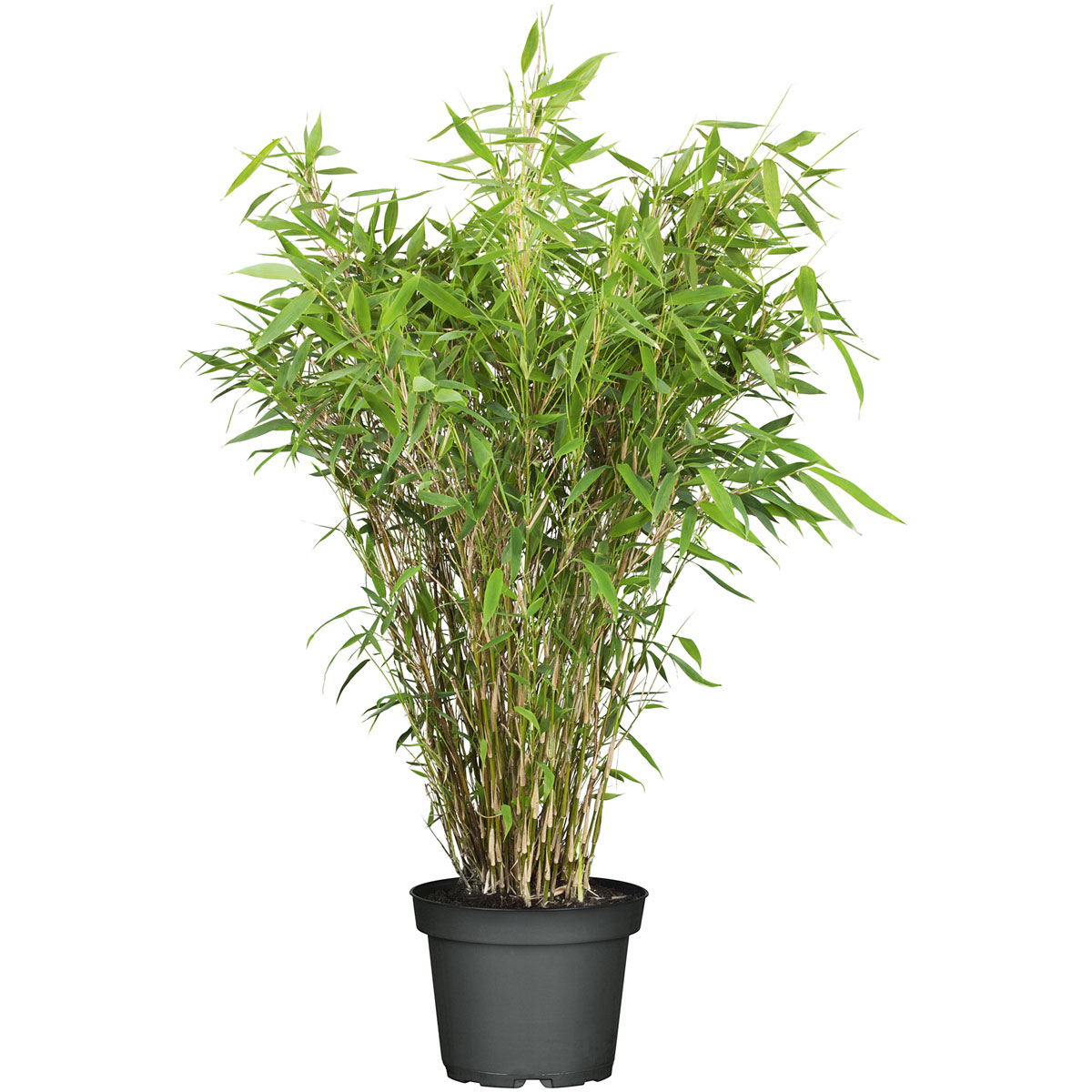 Plantiflor  Gartenbambus Fargesia Schirmbambus Topf Durchmesser 23 cm Bild 1