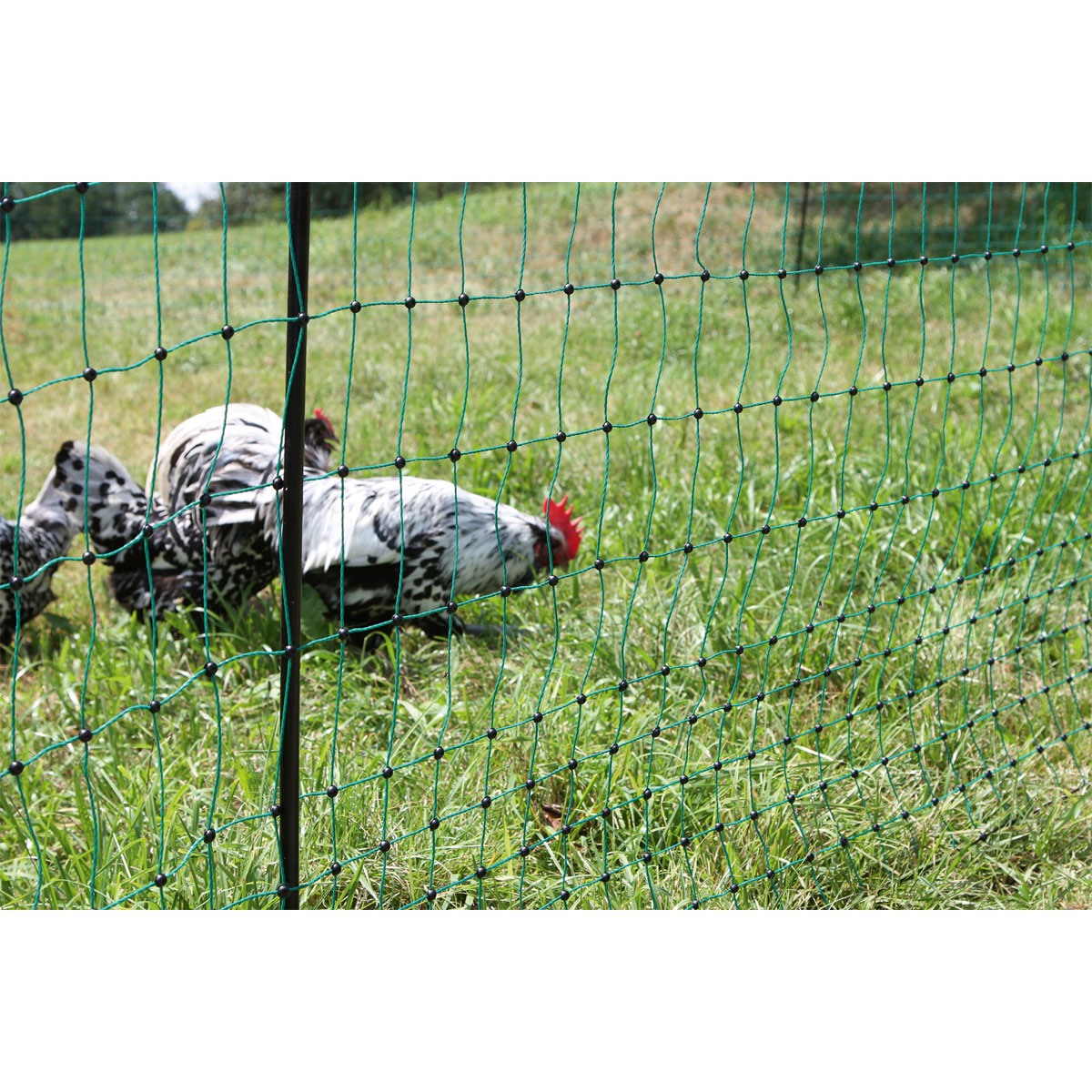 Geflügelnetz PoultryNet Doppelspitze 2500 x 106 cm dunkelgrün Bild 11