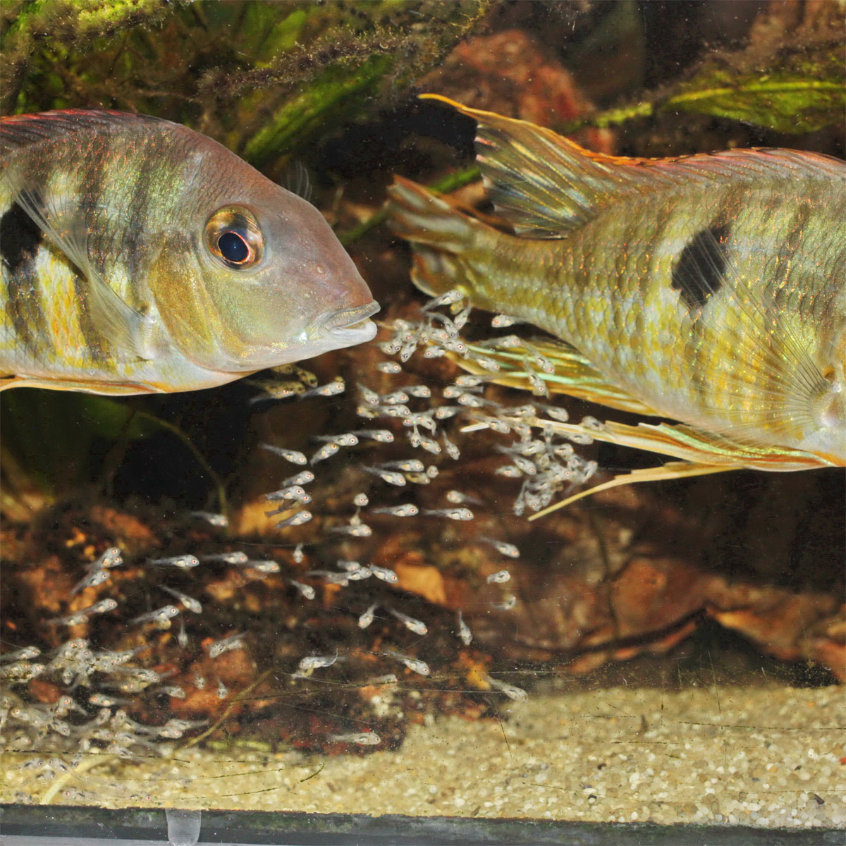 JBL  PRONOVO BEL GRANO BABY 3 x 10ml Bild 5