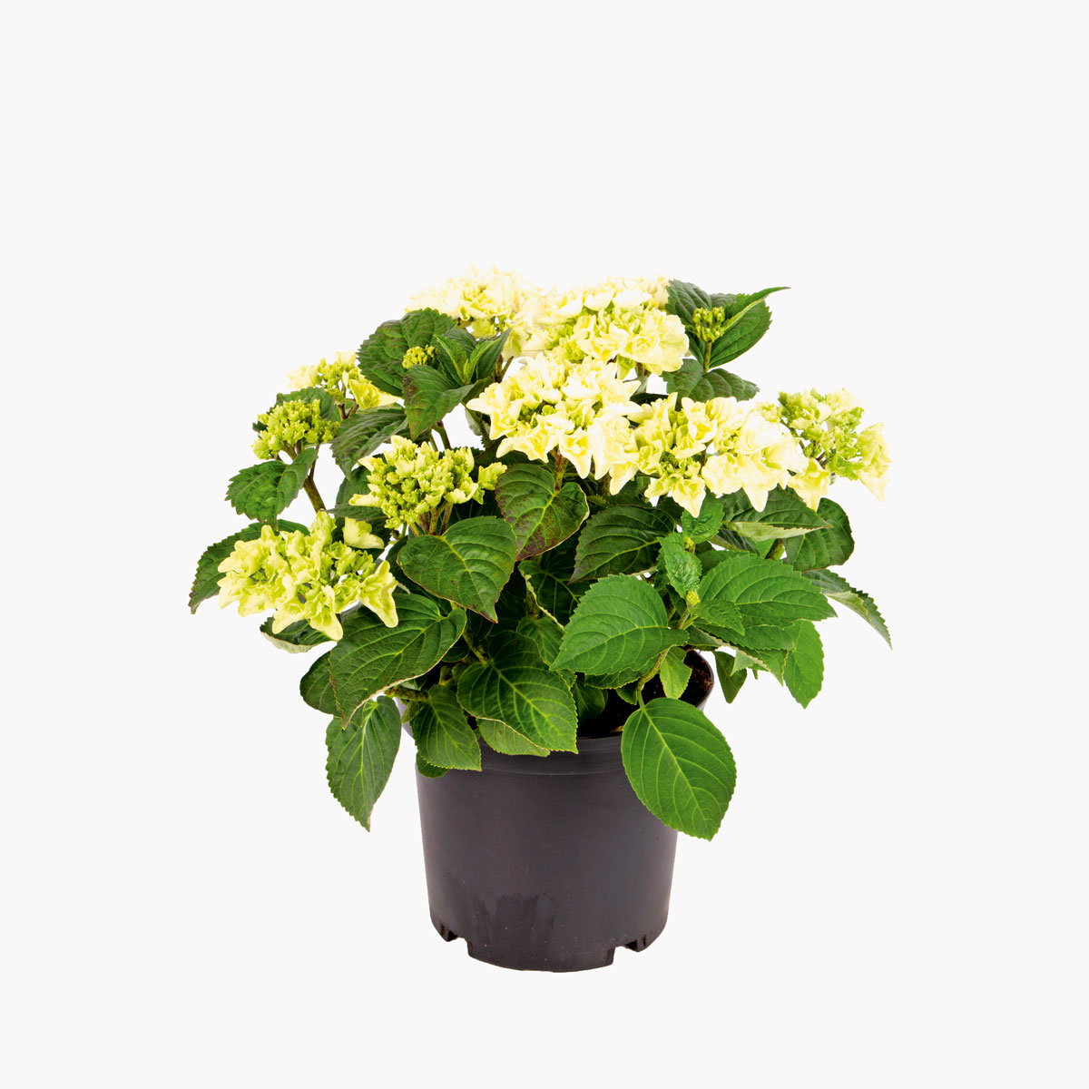 Plantiflor  Gartenhortensie Topf Durchmesser 23 cm