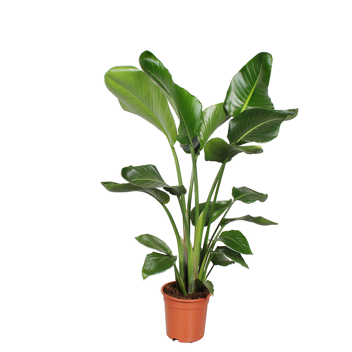 Plantiflor  Baumstrelitzie Topf 19 cm Bild 2