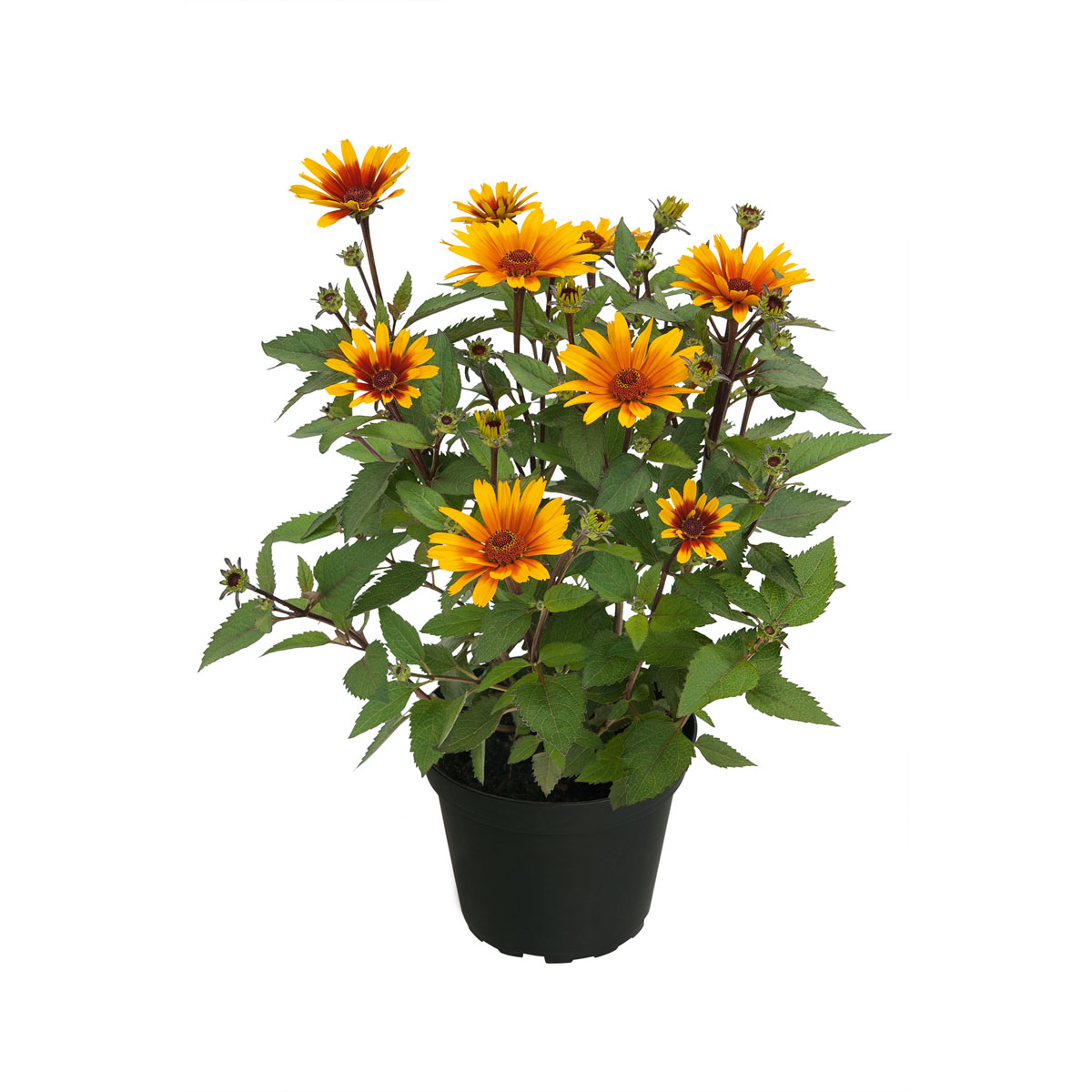 Plantiflor Garten-Sonnenauge C3 Bild 2