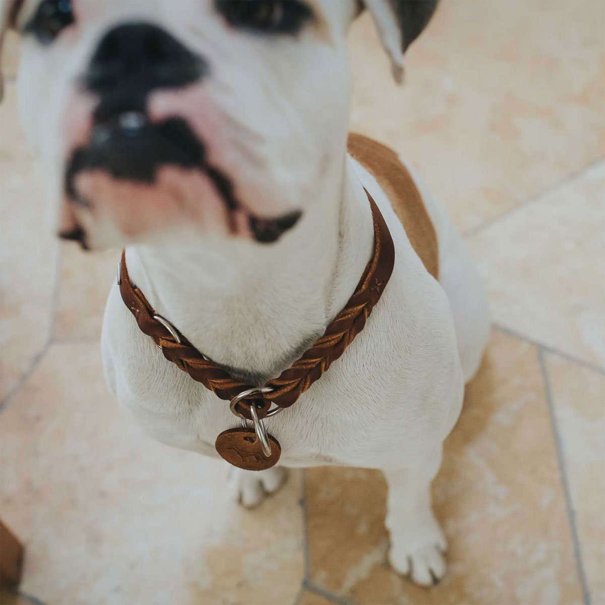 Hunter Dressurhalsung Solid Education cognac Größe M-L Bild 5