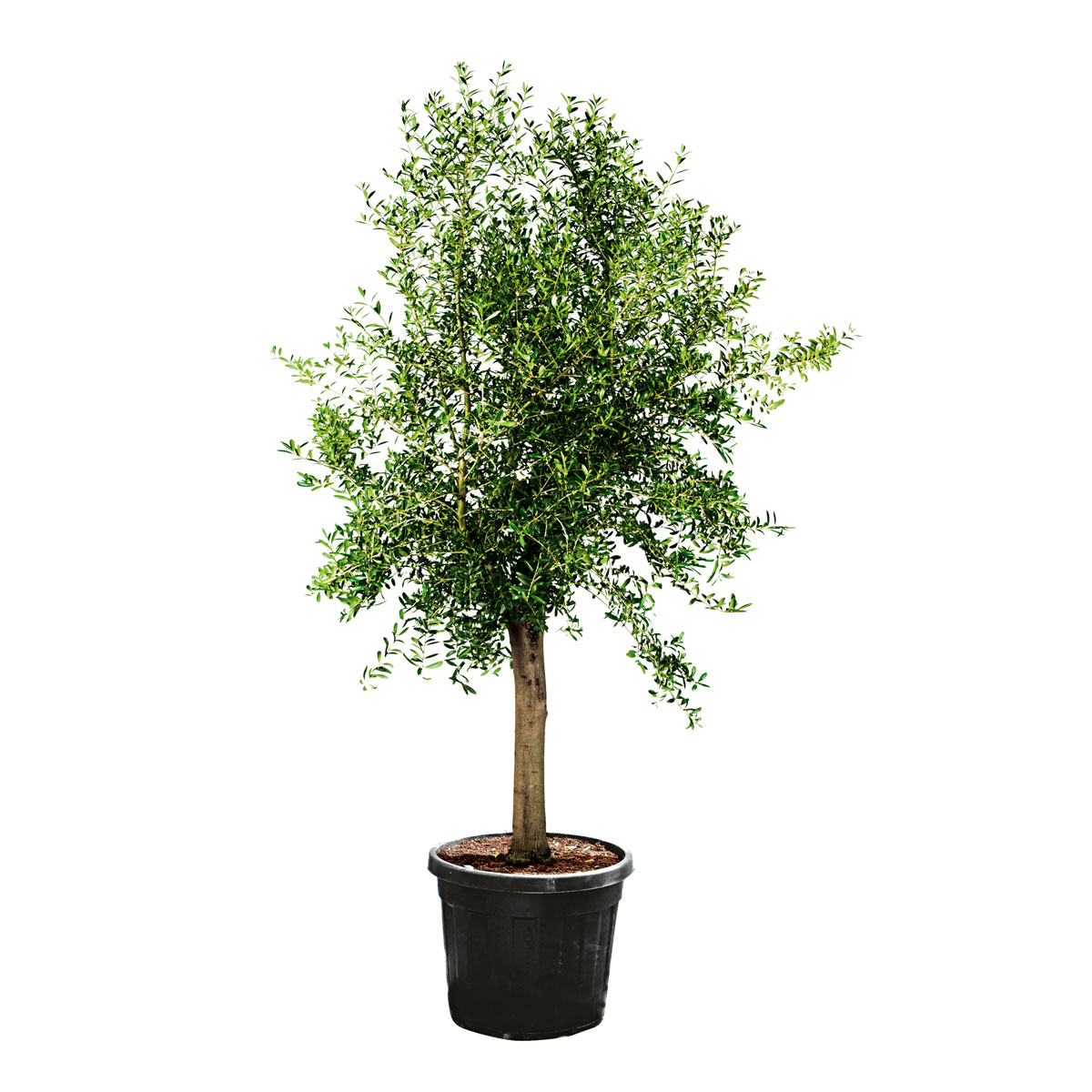 Oliven-Stamm Ornamento 180 cm Topf Durchmesser 50 cm