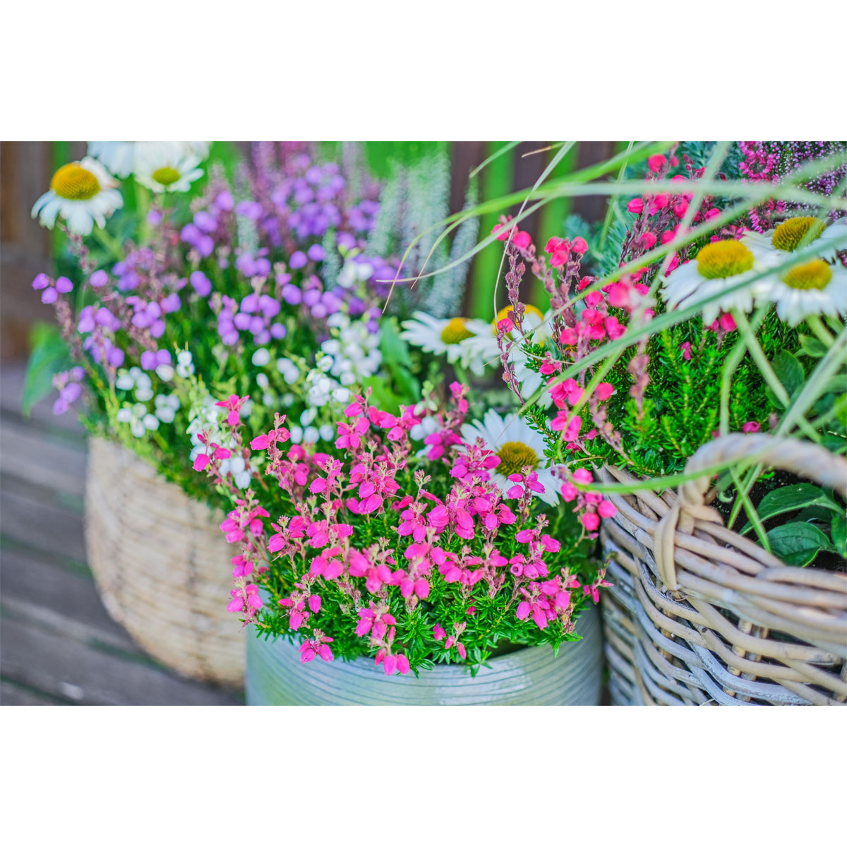 Glockenheide Topf- Durchmesser 11 cm Bild 6