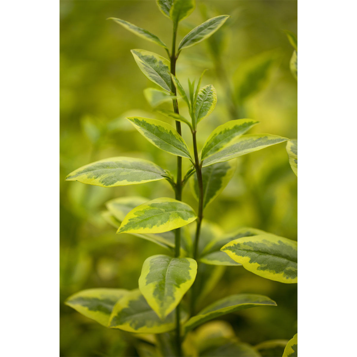 Plantiflor Gold-Liguster Aureum Topf Durchmesser 19 cm