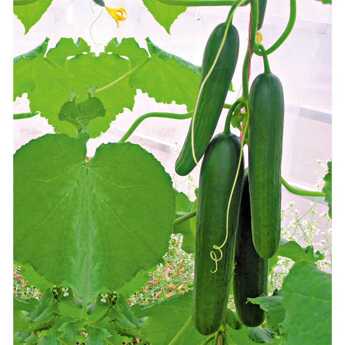 Plantiflor  Snackgurke, Topf Ø 12 cm