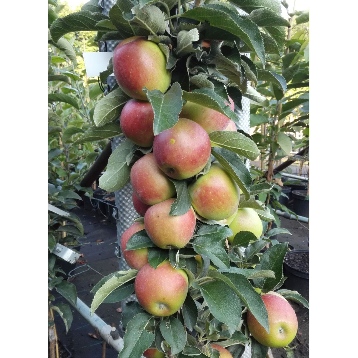 Obstbäume BayWa Bau & Garten