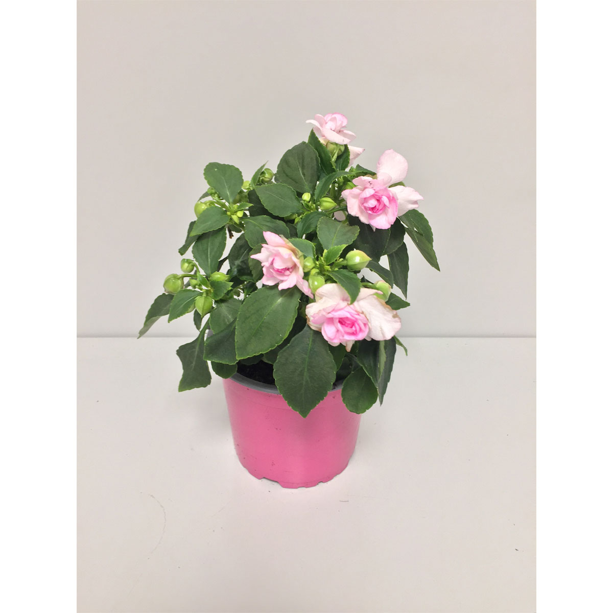 Plantiflor  Fleißiges Lieschen Double Fiesta T12