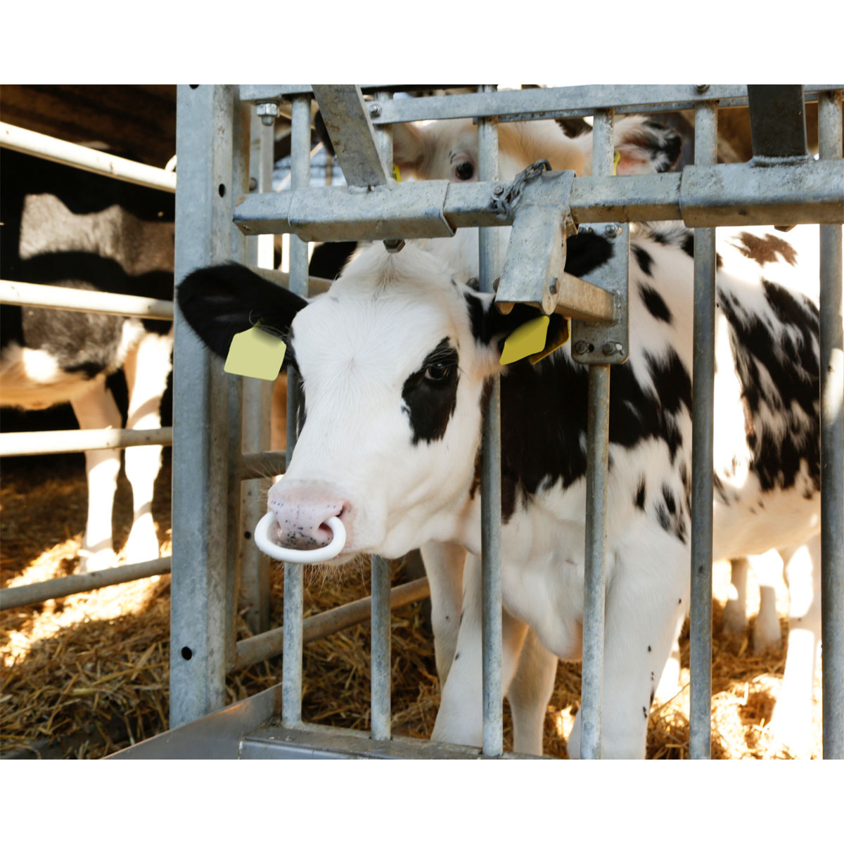 Viehsaugentwöhner SuckStop Müller für Großvieh Bild 4