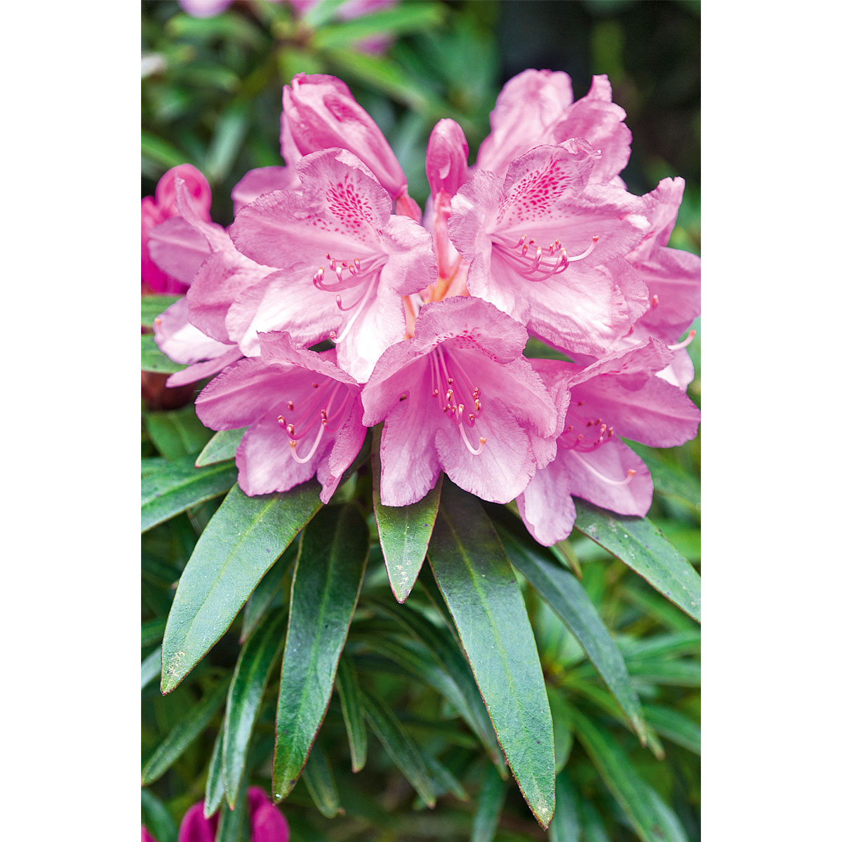 Plantiflor Alpenrose Graziella Topf Durchmesser 23 cm Bild 2