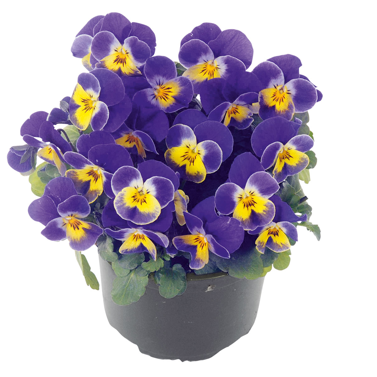 Plantiflor  Hornveilchen Topf Durchmesser 9 cm