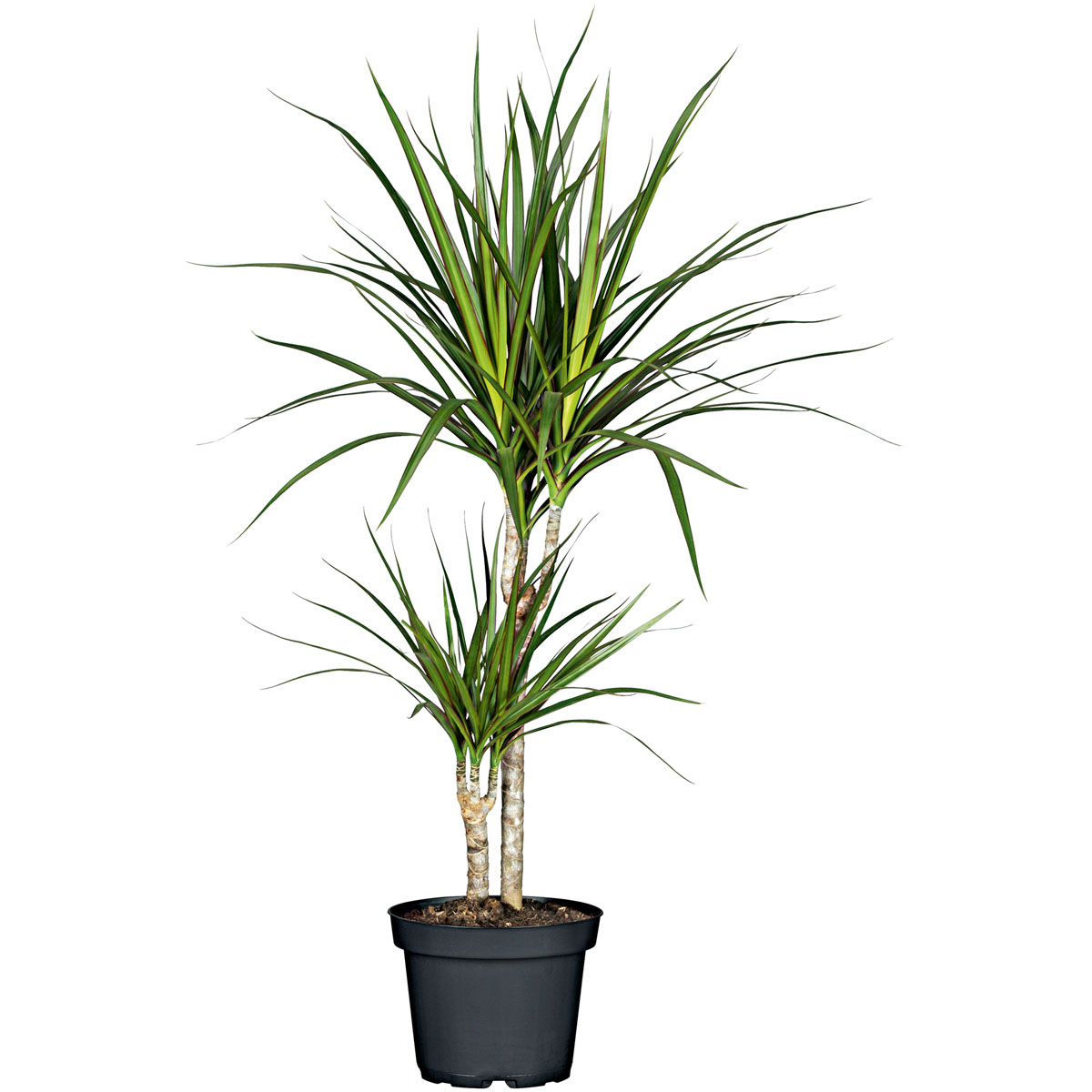 Plantiflor  ZGRÜ Dracaena 2er Tuff T17 75-80 cm