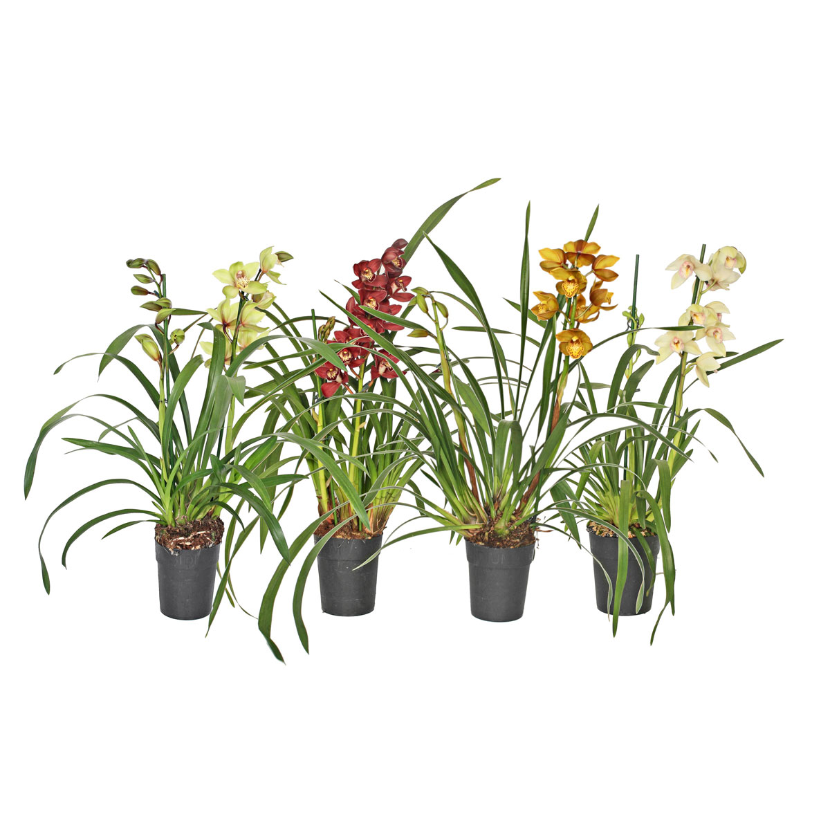 Plantiflor  Cymbidium Topf Durchmesser 14 cm