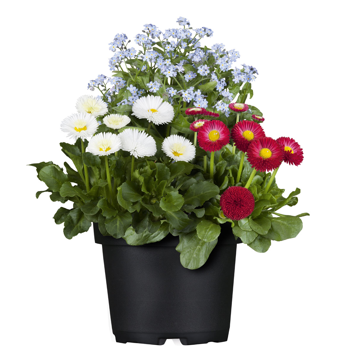 Plantiflor  MyoBell Topf Durchmesser 14 cm