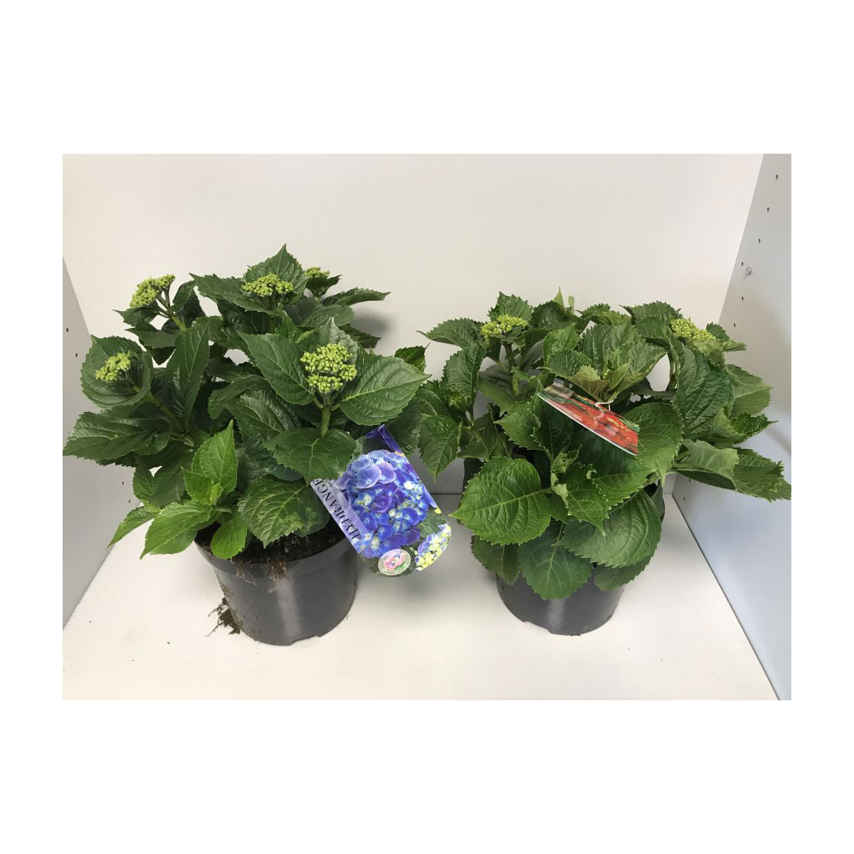 Plantiflor  Bauernhortensien versch Farben Topf Durchmesser 20 cm Bild 4