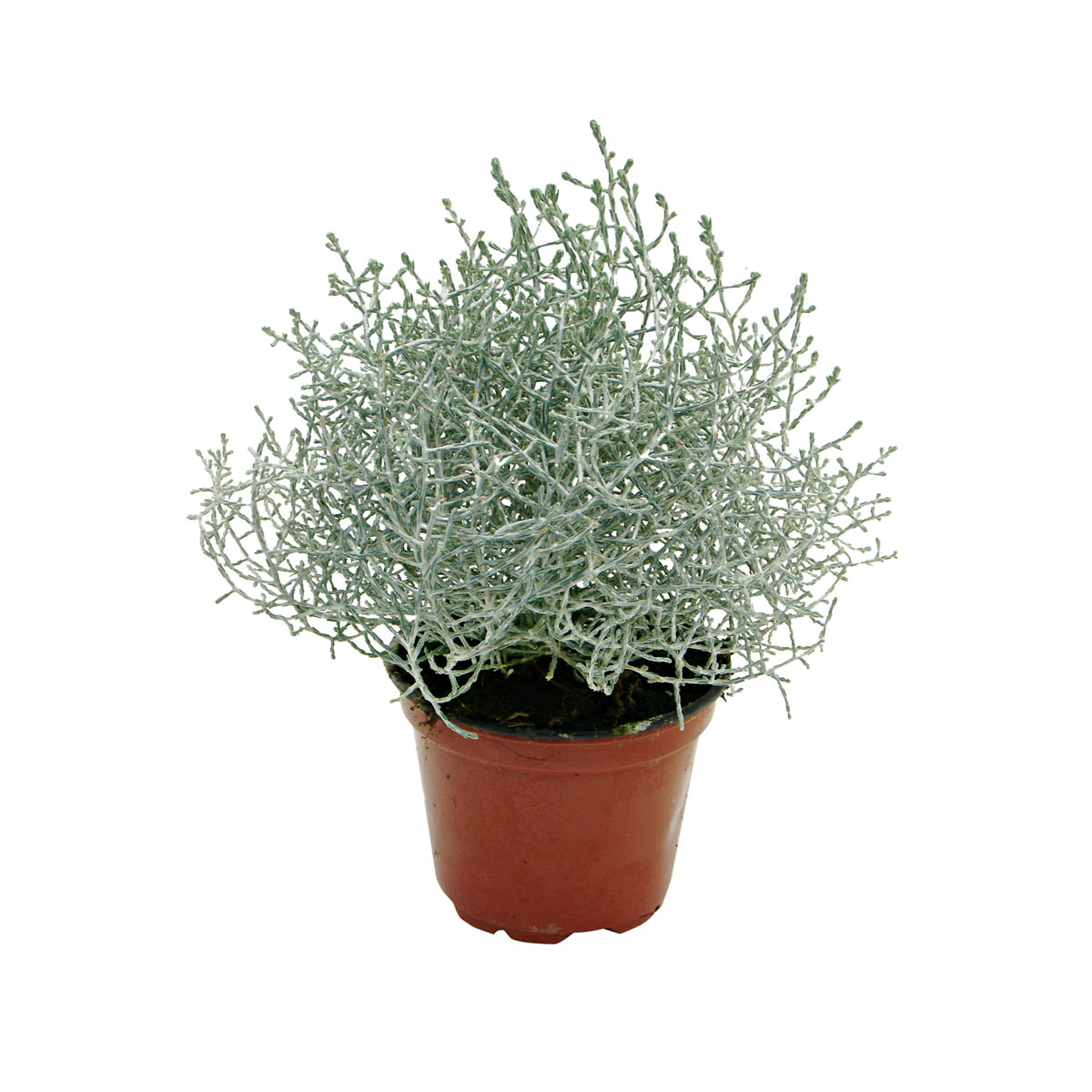 Plantiflor  Silberkörbchen Topf Durchmesser 10,5 cm