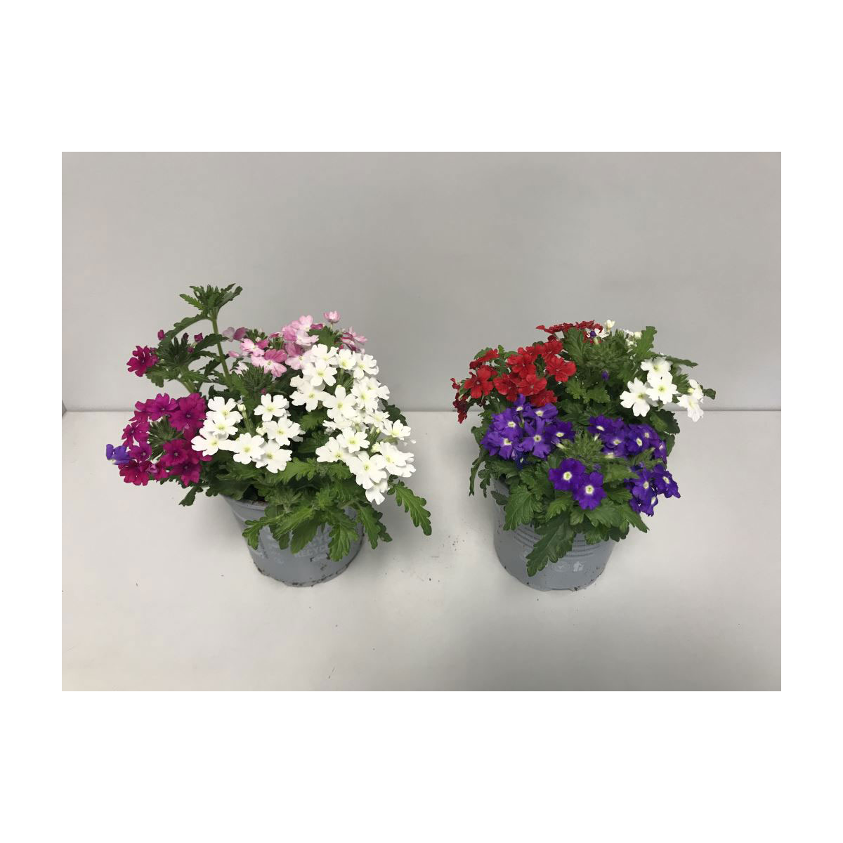 Pflanzen online kaufen bei BayWa Bau & Garten