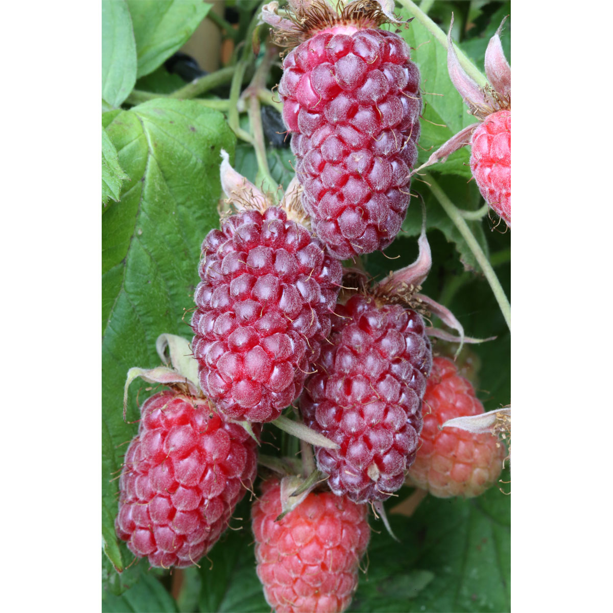 Plantiflor Brombeere Tayberry Topf Durchmesser 17 cm