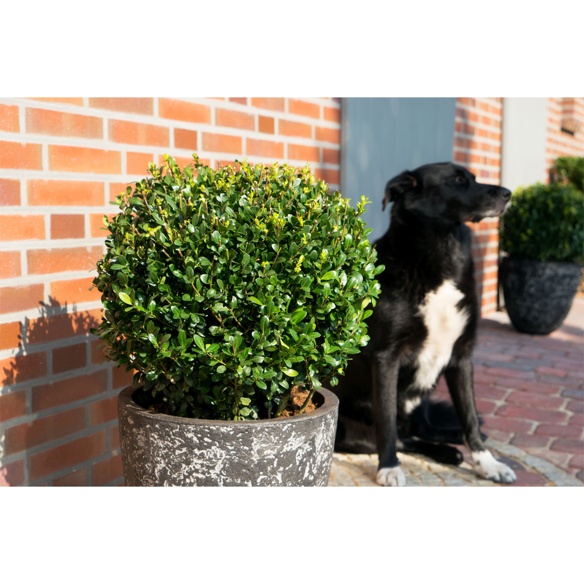 Plantiflor Grüne Stechpalme Robustico Kugel Topf Durchmesser 23 cm Plantiflor Grüne Stechpalme Robustico Kugel Topf Durchmesser 23 cm