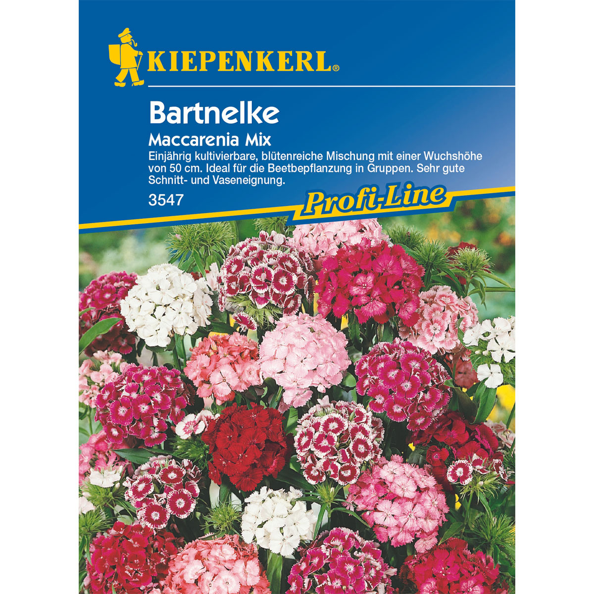 Kiepenkerl Bartnelke Maccarenia Mix