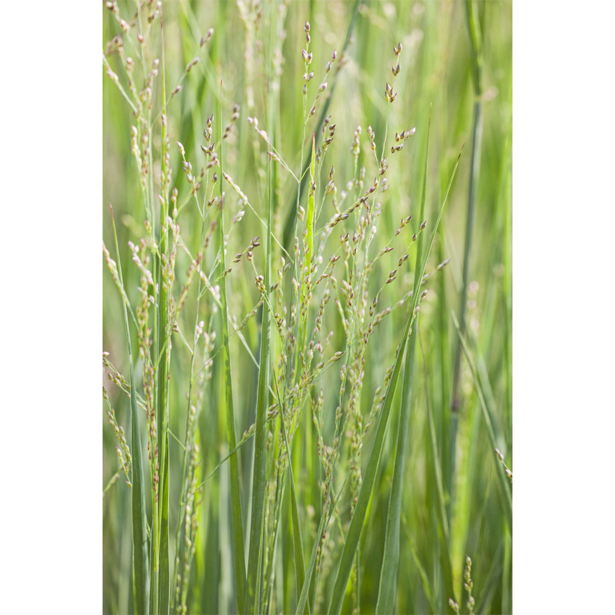 Plantiflor  Ruten-Hirse Topf- Durchmesser 23 cm Bild 3