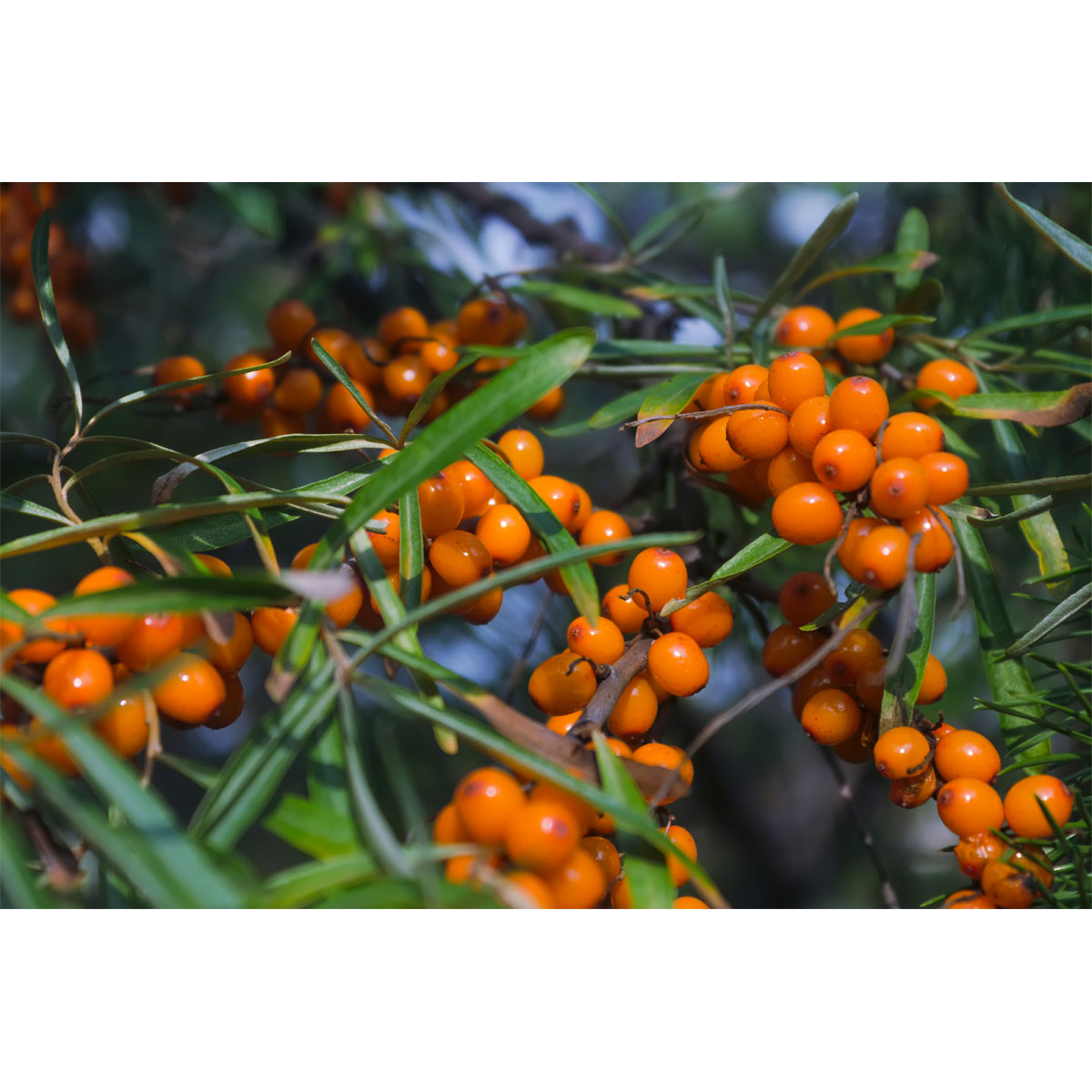 Plantiflor Sanddorn Vitaminhochzeit Topf Durchmesser 17 cm