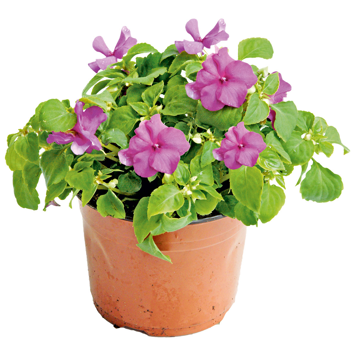 Plantiflor  Fleißiges Lieschen Topf Durchmesser 10,5 cm