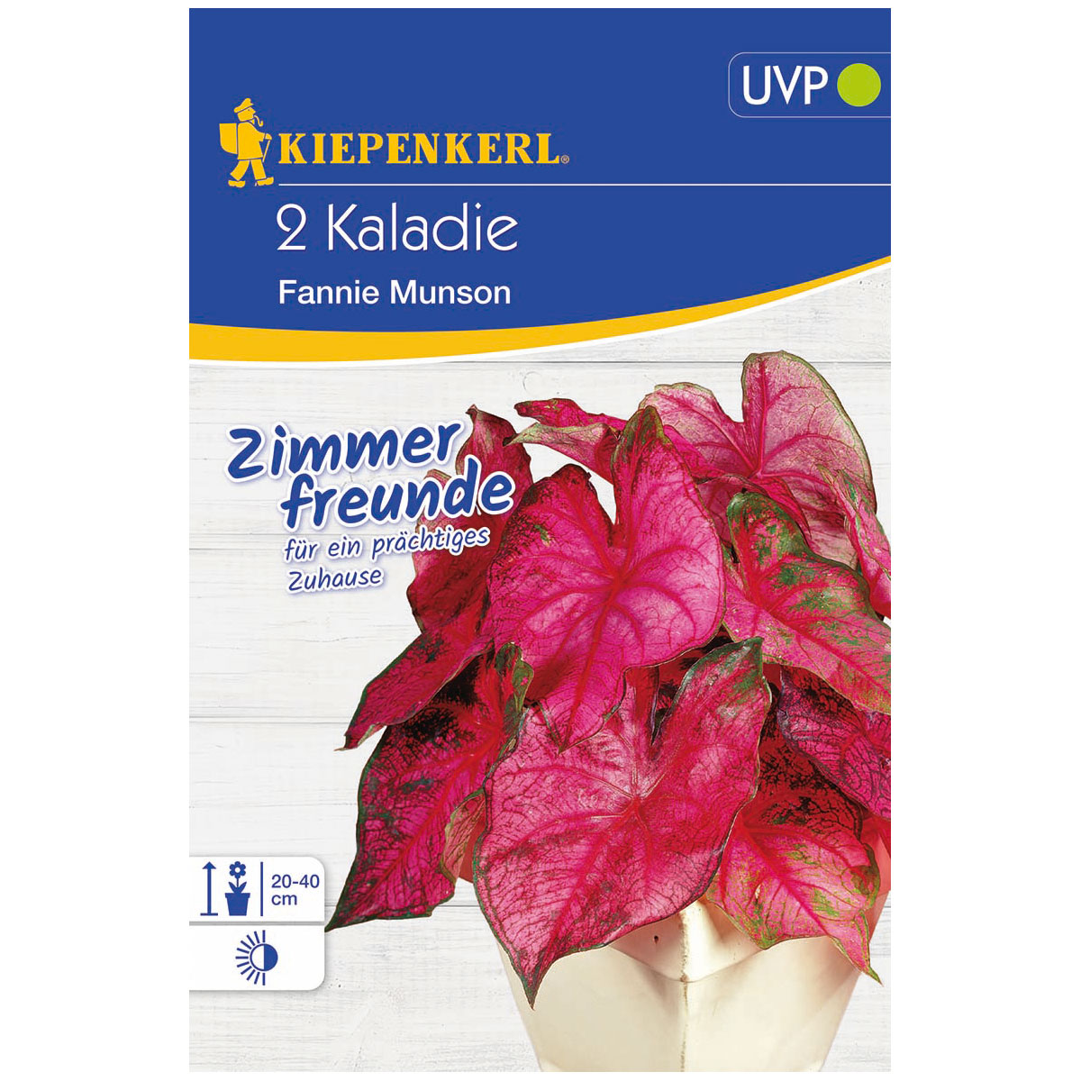 Kiepenkerl Kaladie Fanny Munson Größe 2 2 Stück Bild 1