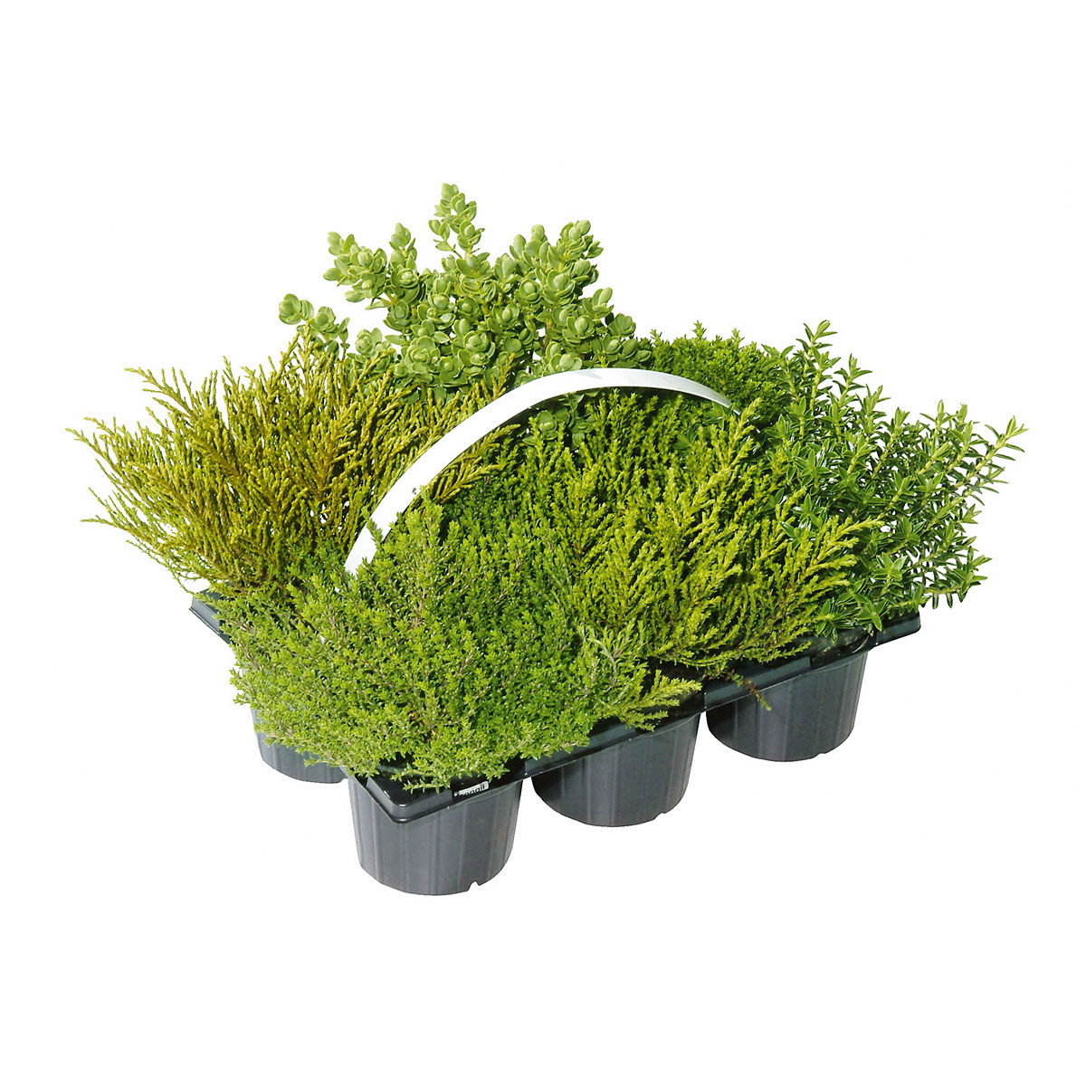 Plantiflor  Herbsttray 6er-Pack Topf Durchmesser 9 cm