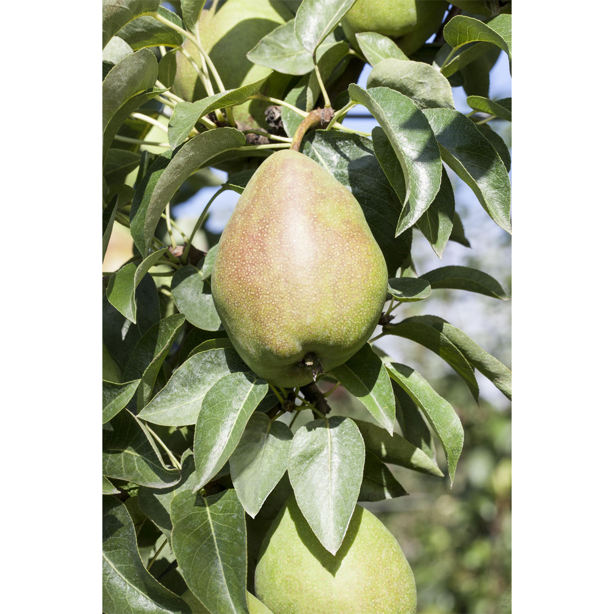 Plantiflor  BIO-Birne 'Köstliche von Charneux'