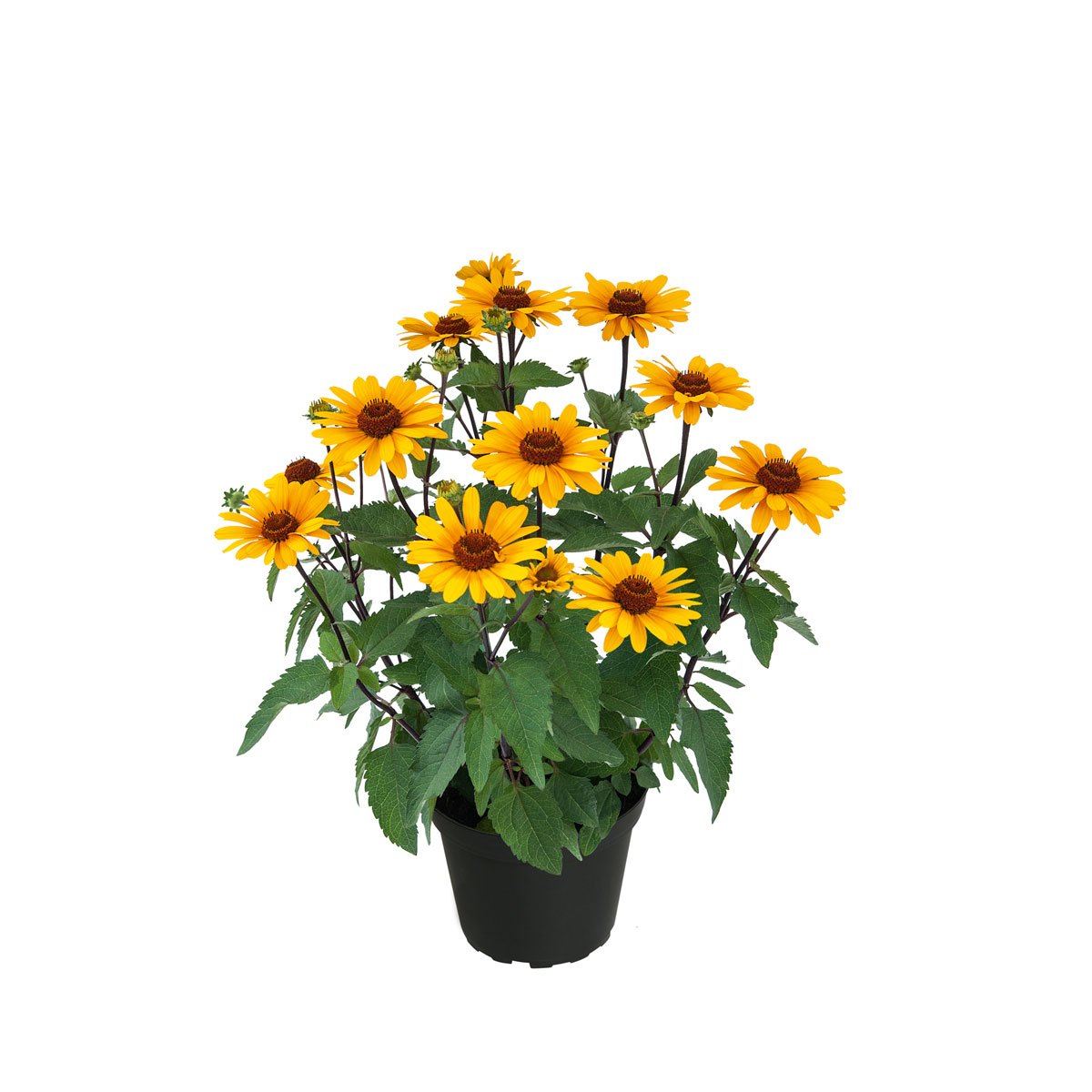 Plantiflor Garten-Sonnenauge C3