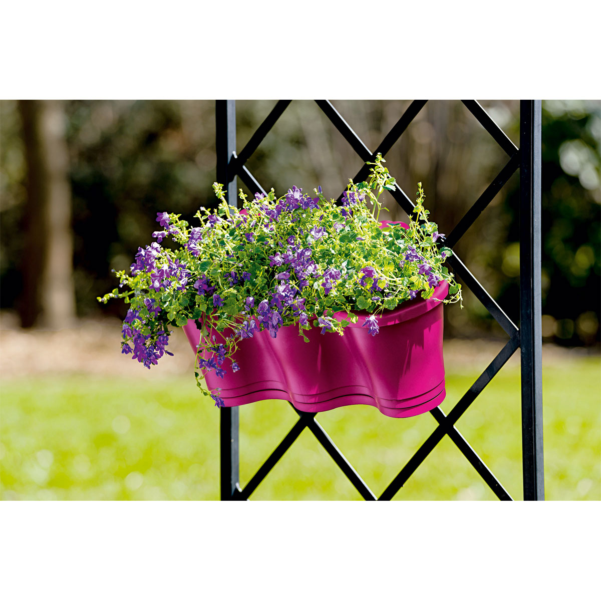 Plantiflor  Glockenblume blau Topf 11 cm Bild 5