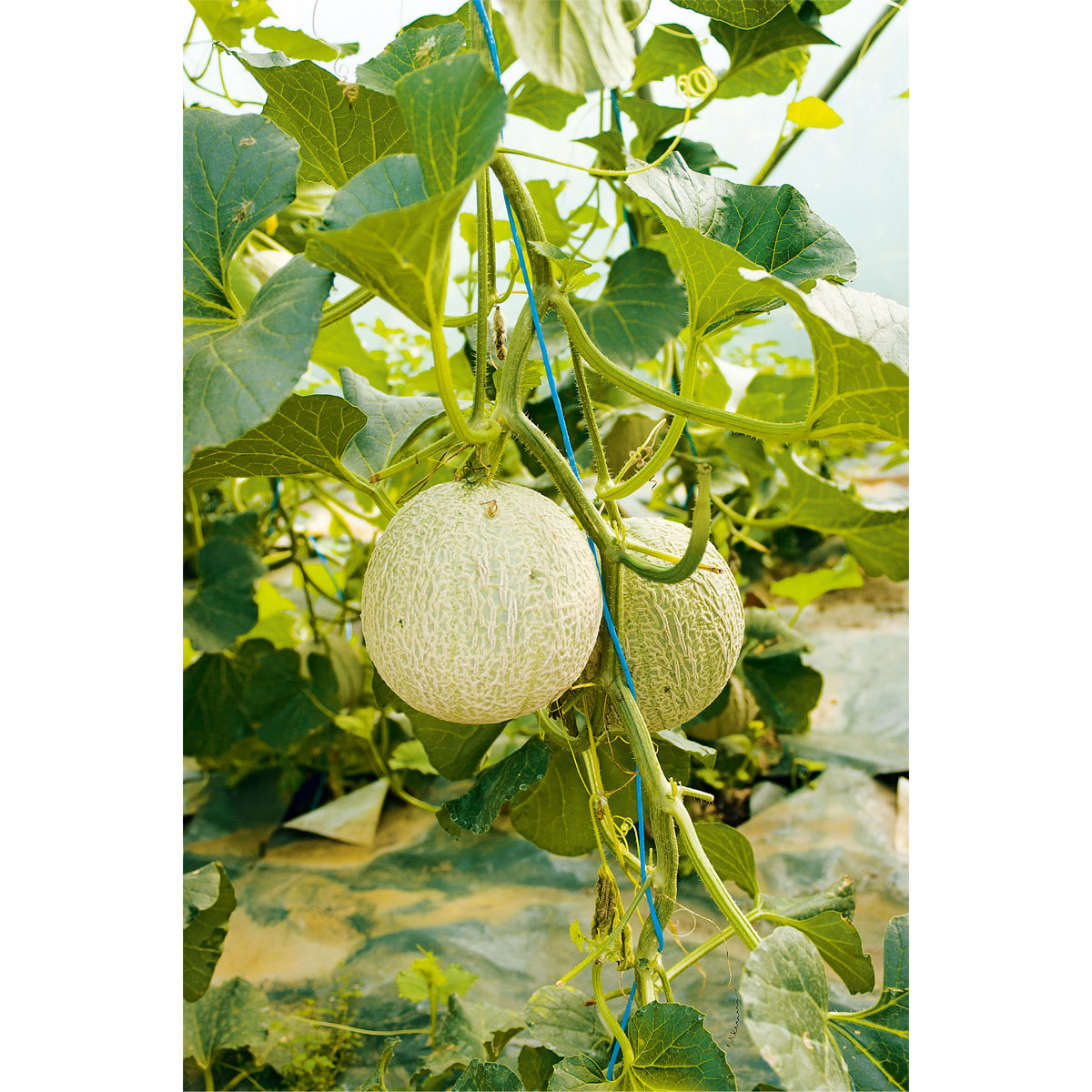 Plantiflor  Bio Gourmet Melone Charentais Topf Durchmesser 11 cm