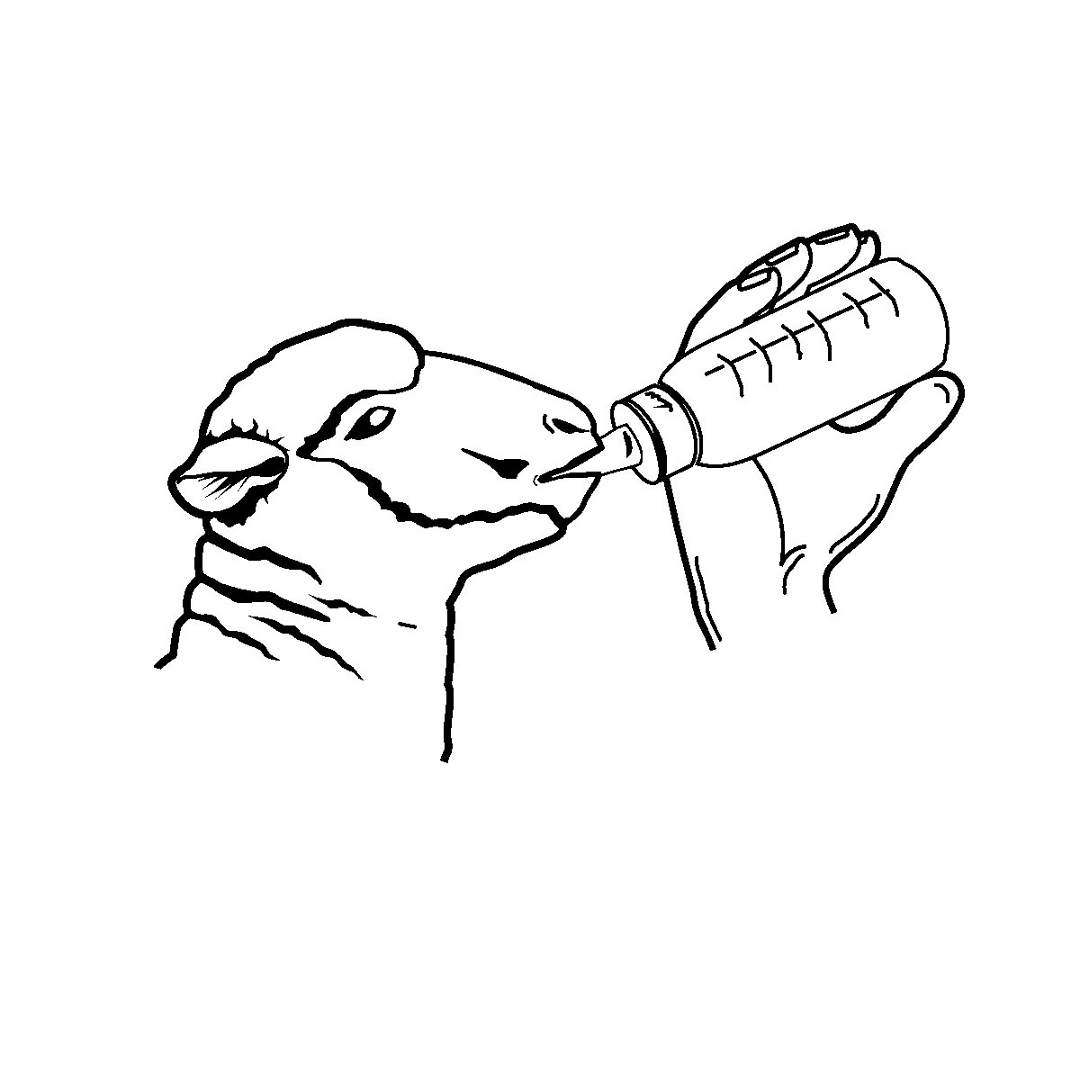 Lämmerflasche Anti-Vac 450 ml