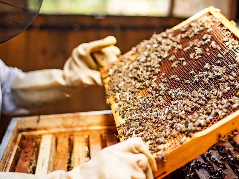 bienen bienen