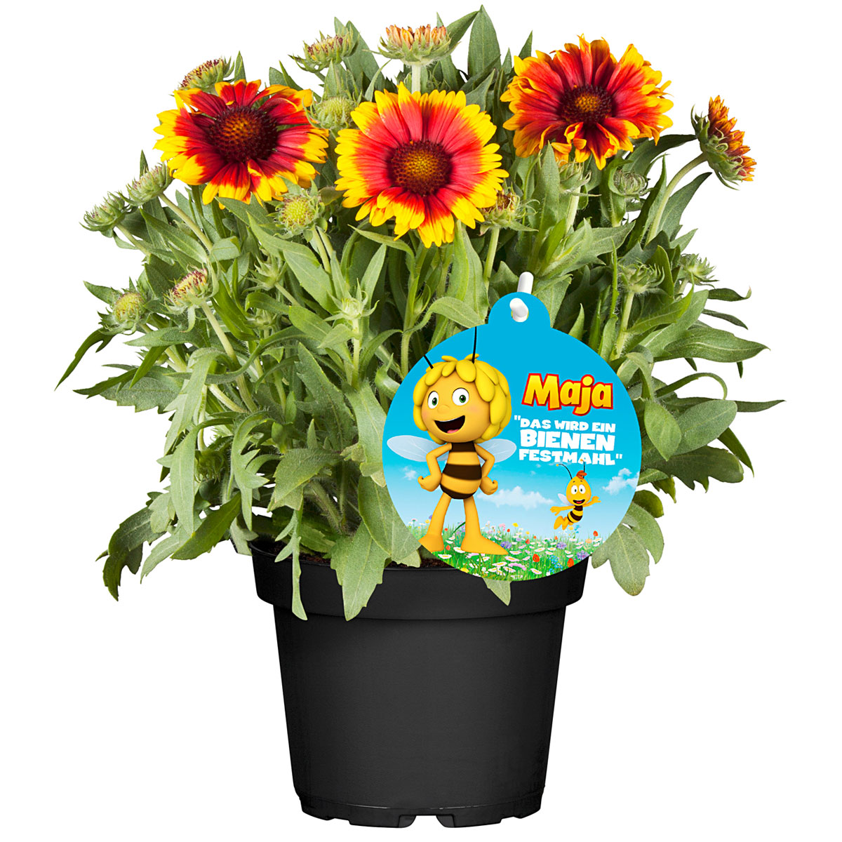 Plantiflor  Stauden-Mix Biene Maja Topf- Durchmesser 13 cm Bild 2