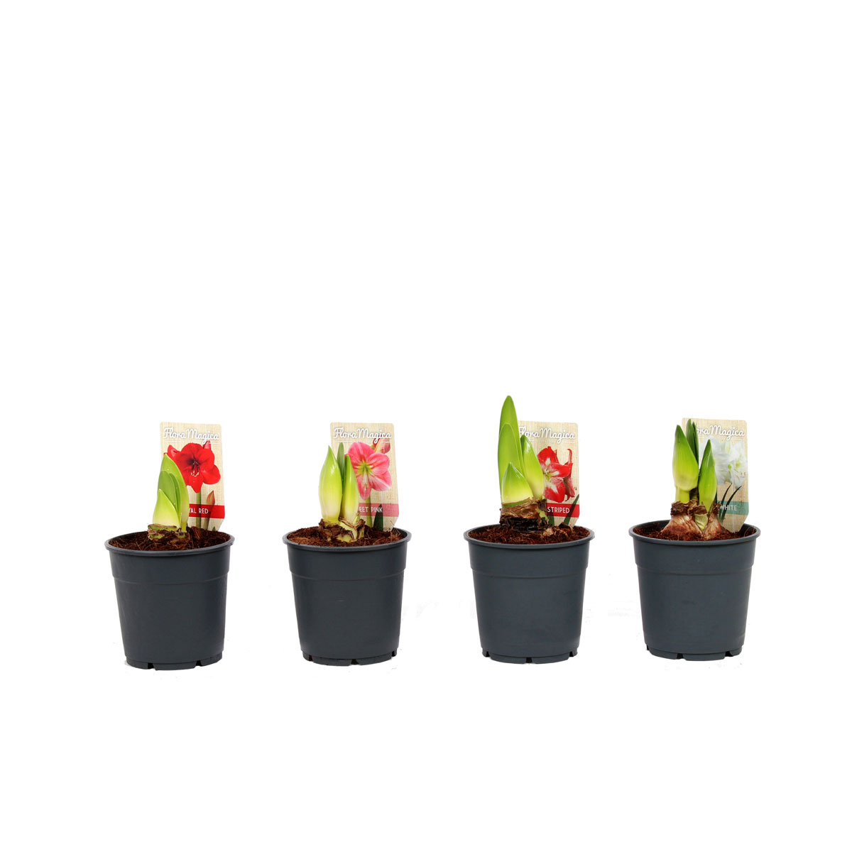 Plantiflor  Amaryllis Topf Durchmesser 12 cm Bild 3