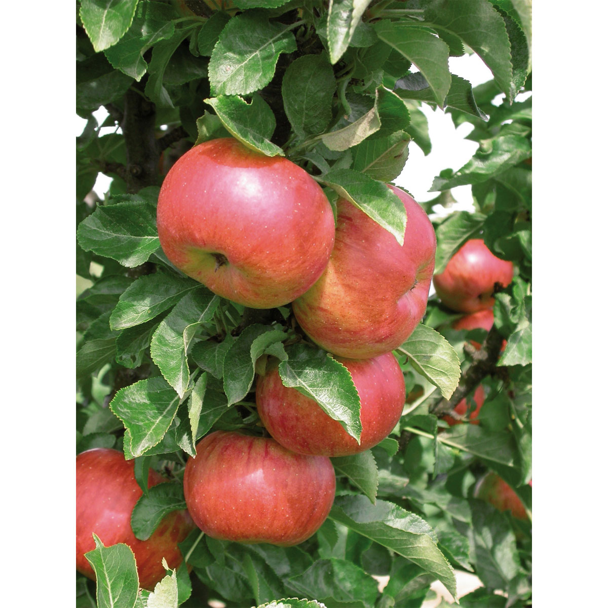 Obstbäume BayWa Bau & Garten