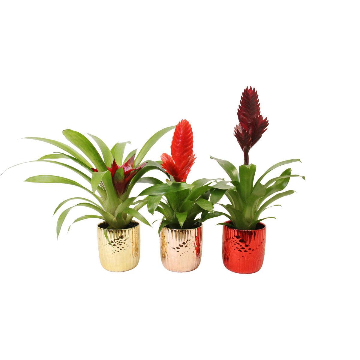 Bromelia im Keramik-Topf Ø 10 cm