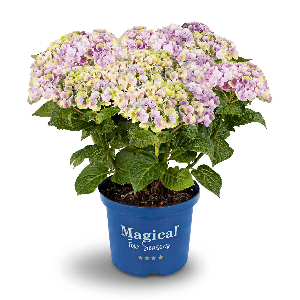 Plantiflor  Hortensie Magical Four Seasons Topf Durchmesser 23 cm
