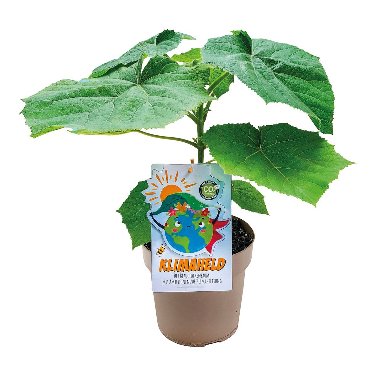 Plantiflor  Bio-CO-Klimabaum Kiri-Baum Topf Durchmesser 21 cm