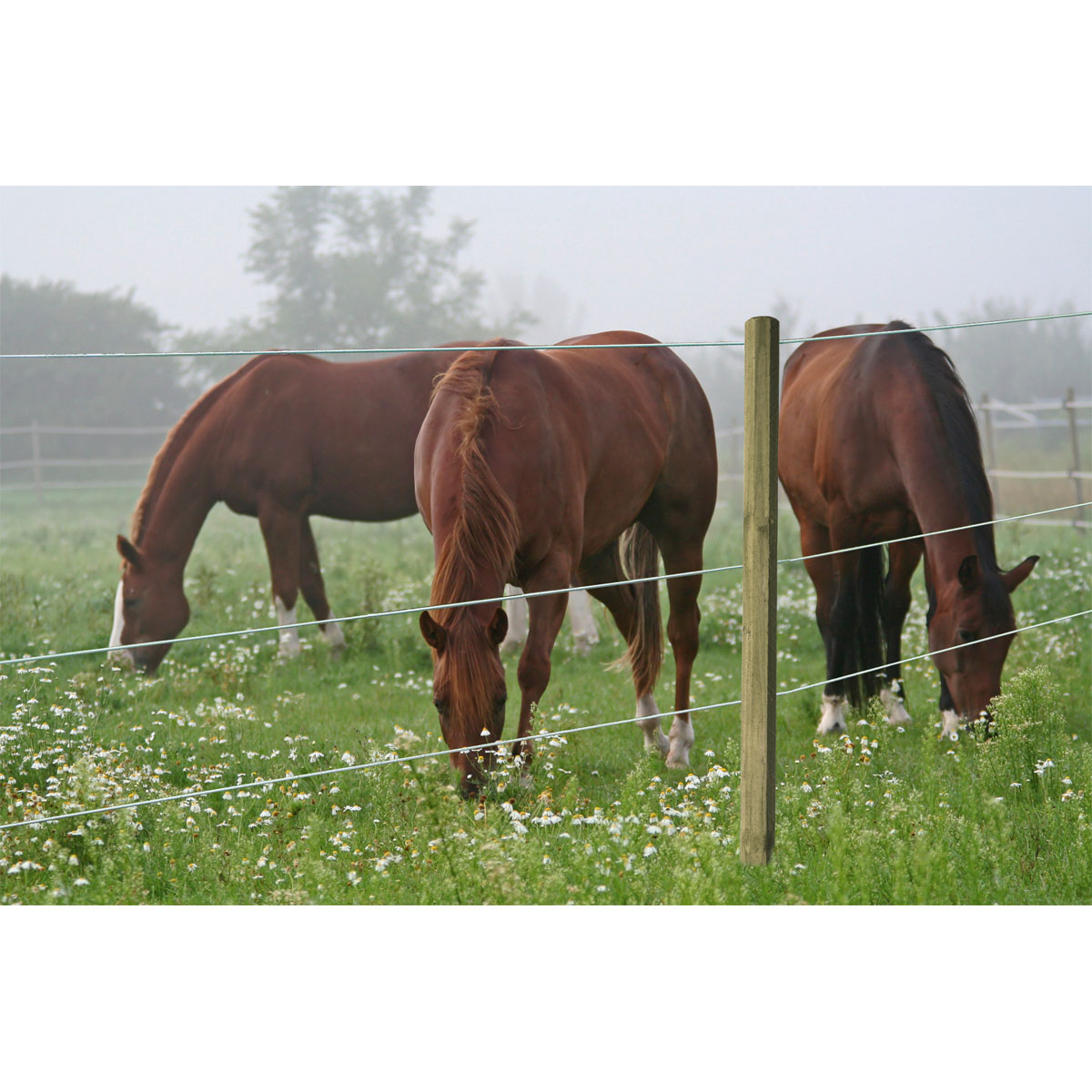 Weidezaun Top Line Horewire 200 m weiß Bild 7
