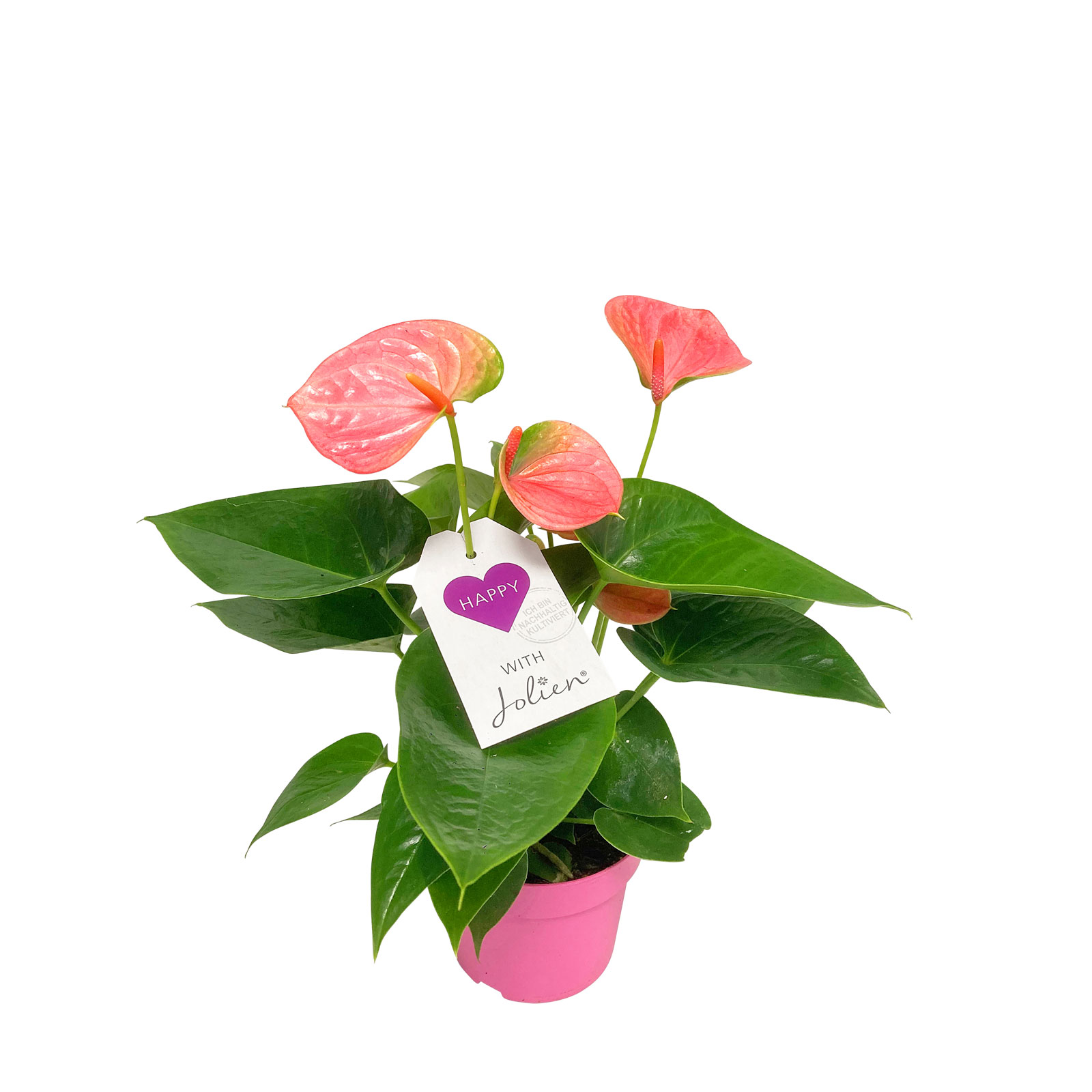 Plantiflor  Flamingoblume Ton in Ton Topf- Durchmesser 10,5 cm Bild 1