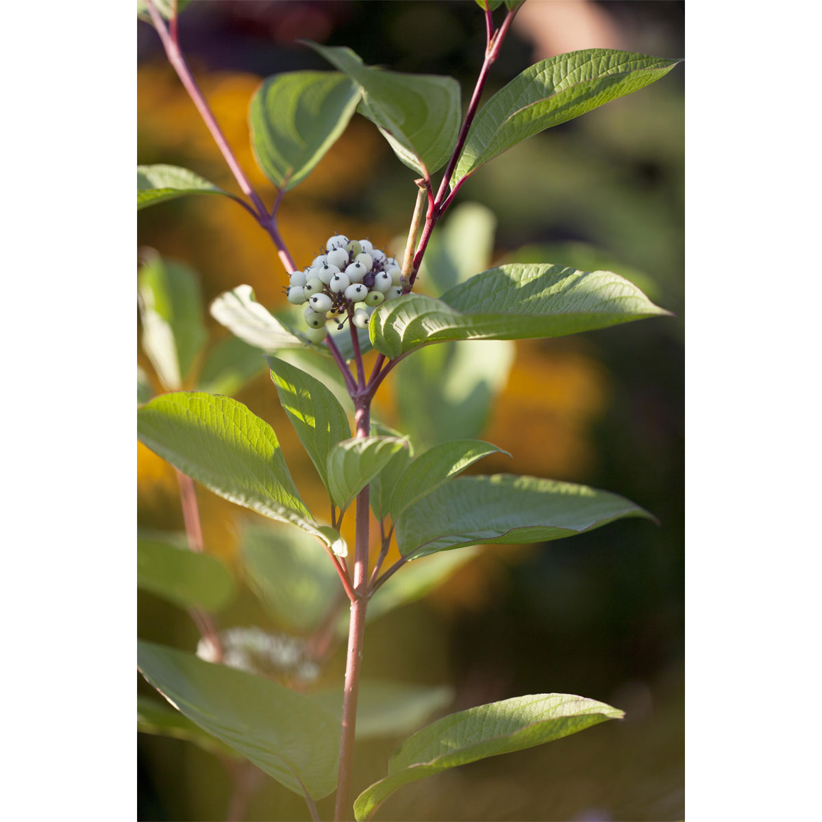 Plantiflor Rotholz-Hartriegel Sibirica Topf Durchmesser 19 cm